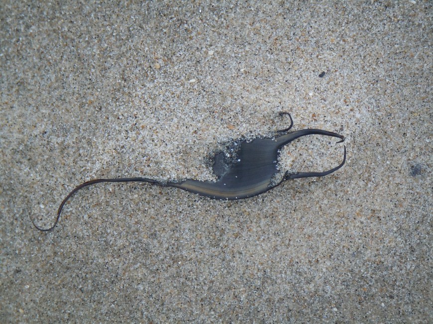 Graceful Beach Art