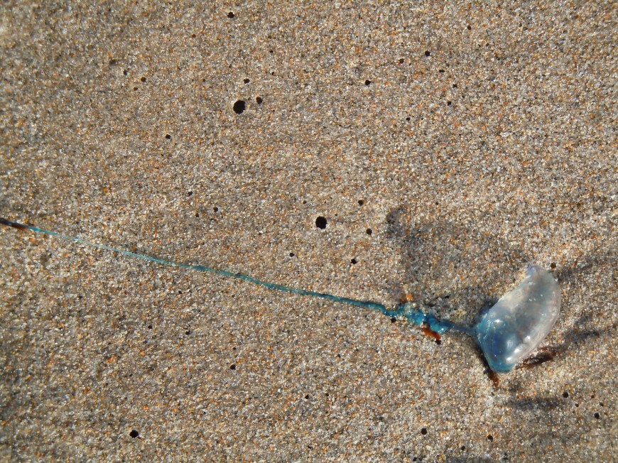 The Blue Line in the Sand